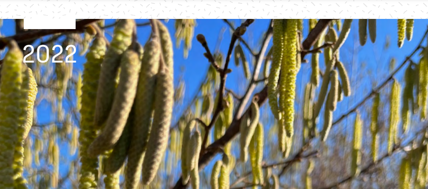 des branches d'arbres avec des chatons (petits épis) sont devant un ciel bleu 