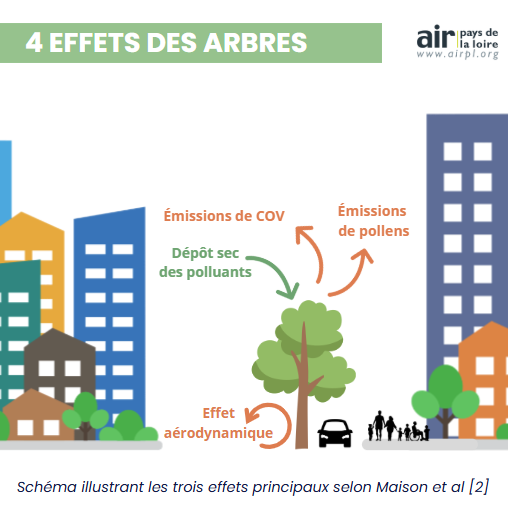 Schéma des effets des arbres sur la qualité de l'air