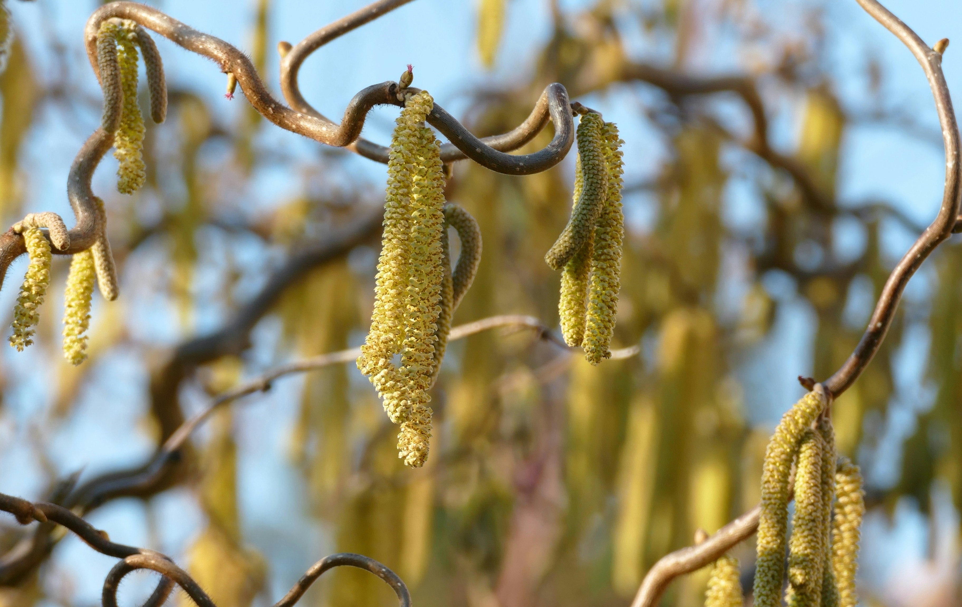 Photo de chatons d'arbres de Maria Hossmar via Unsplash