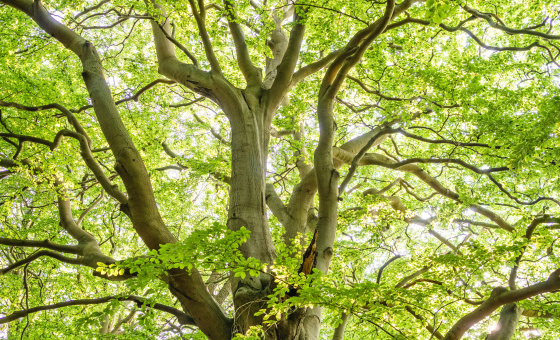 Photographie d'un arbre par Felix Mittermeier sur Pexels