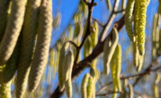 Des chatons (petits épis) sont sur des branches d'arbre devant un ciel bleu