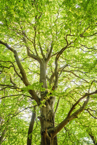 Photographie d'un arbre par Felix Mittermeier sur Pexels