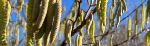 Des chatons (petits épis) sont sur des branches d'arbre devant un ciel bleu