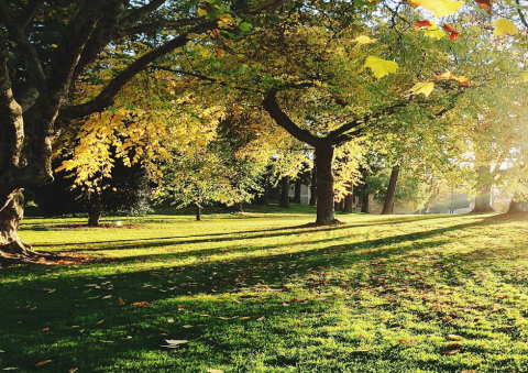 Arbres et qualité de l'air
